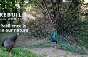 10X uses lessons from nature to support the rebuild SA campaign