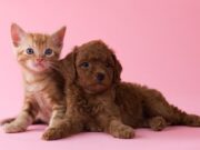 1st for women promotes its recently launched pet insurance