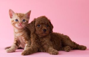 1st for women promotes its recently launched pet insurance