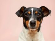 1st for Women partners with animal shelter to increase adoptions
