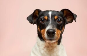 1st for Women partners with animal shelter to increase adoptions