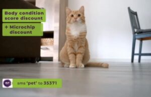 OUTsurance promotes ‘body condition score’ to pet insurance