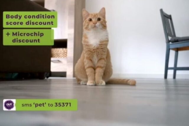 OUTSURANCE PROMOTES ‘BODY CONDITION SCORE’ TO PET INSURANCE